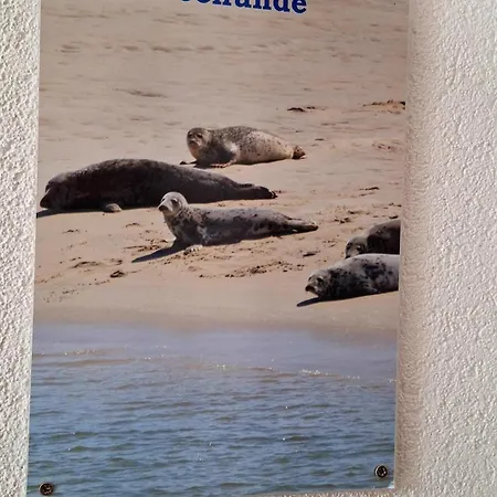 Fisherman's Seehunde
